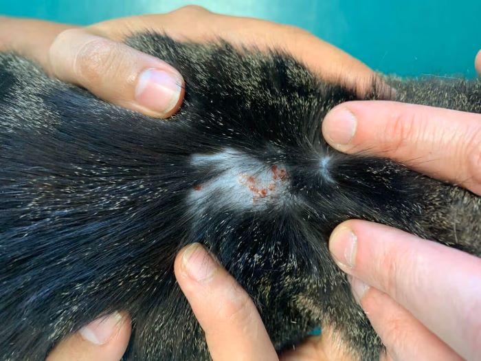 Cat’s Miliary Dermatitis