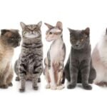 Cats in The New World
