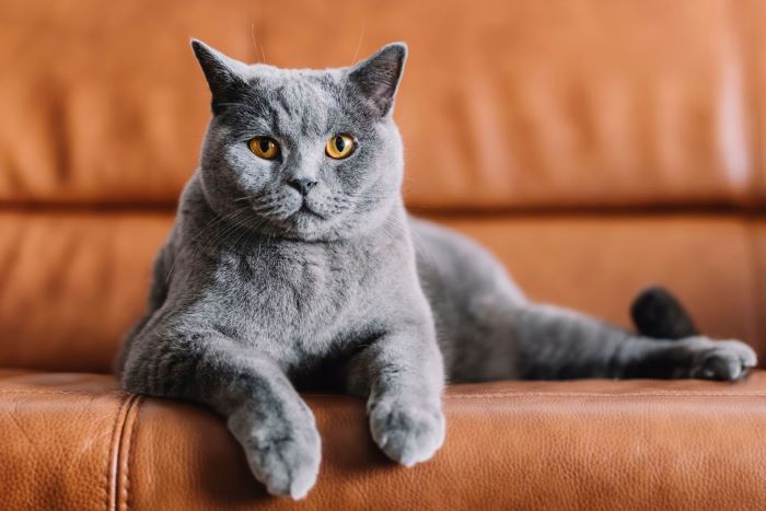 Chartreux Cat Breed