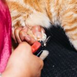 Declawing Cats