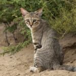 From Wildcat to House Cat