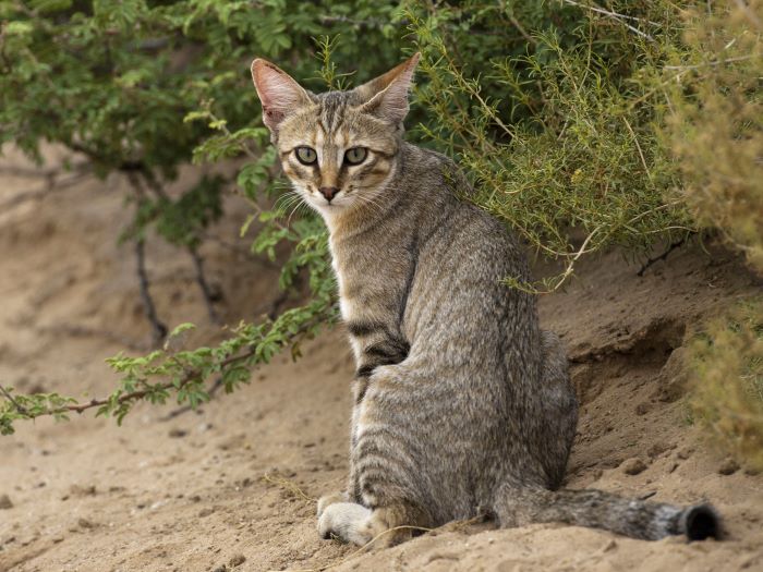 From Wildcat to House Cat