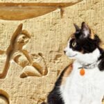 How Domestic Cats Spread