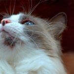 How to Treat and Prevent Folliculitis in Cats?