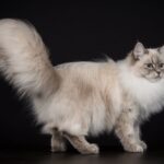 Neva Masquerade Cat Breed