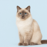 Neva Masquerade cat sitting against a soft blue background, showing its cream-colored coat with darker colorpoints and vivid blue eyes in a full-body portrait