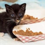 Nutrition for Kittens