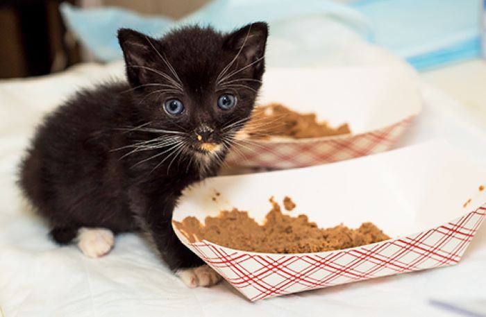 Nutrition for Kittens