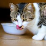 Nutrition for the Older Cat