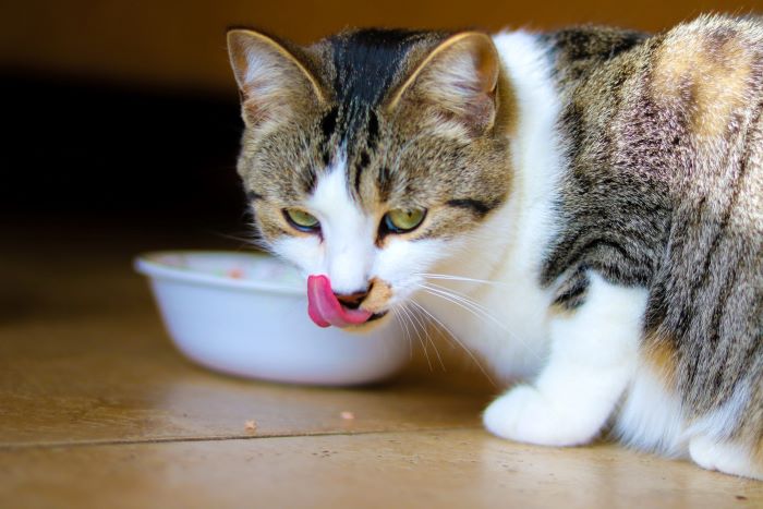 Nutrition for the Older Cat