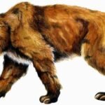 Saber-toothed Cats