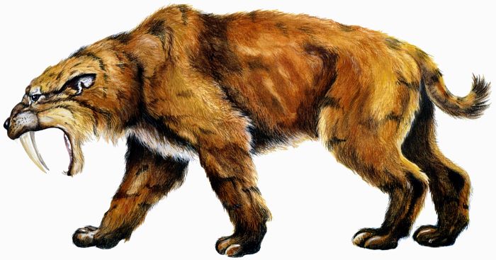 Saber-toothed Cats