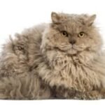 Selkirk Rex Longhair Cat Breed