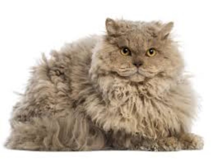 Selkirk Rex Longhair Cat Breed