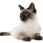 Siamese-Tabby-Pointed Cat Breed