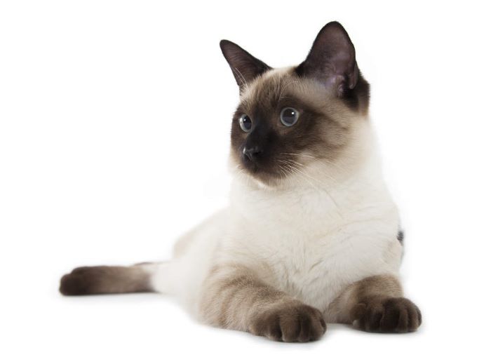 Siamese-Tabby-Pointed Cat Breed