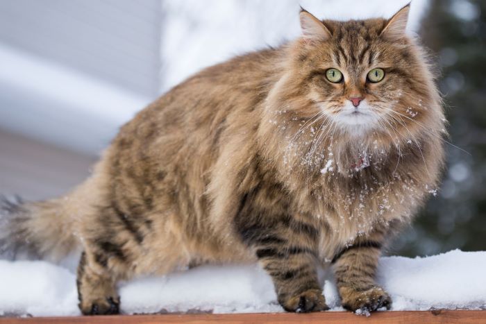 Siberian Cat Breed