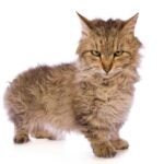 Skookum Cat Breed