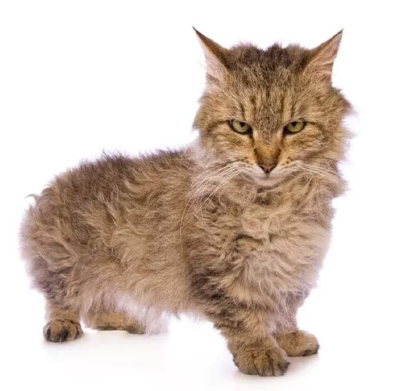 Skookum Cat Breed