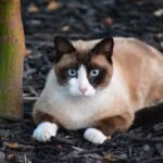 Snowshoe Cat Breed