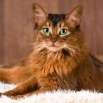 Somali Cat Breed