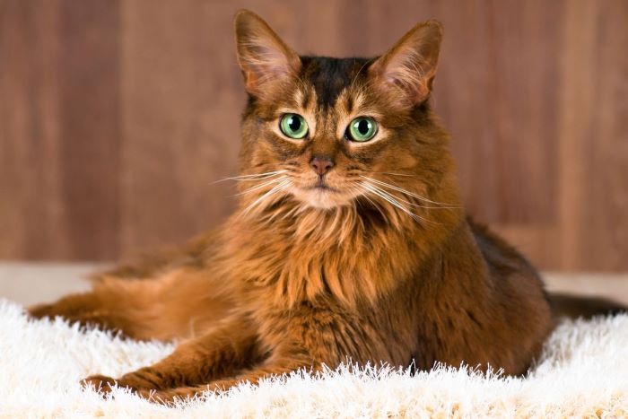 Somali Cat Breed