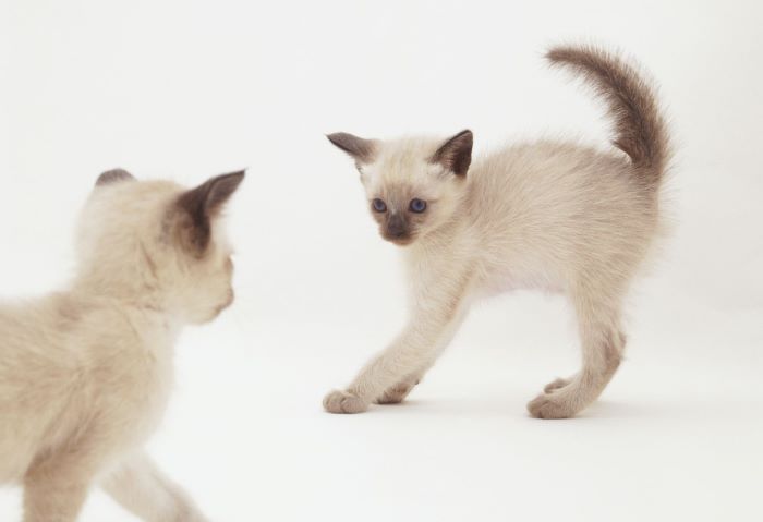 Tonkinese Cat Breed