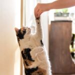 Essential Cat Training Tips-Transform Your Feline Friend