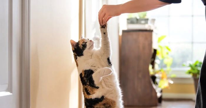 Training Essentials for Cats