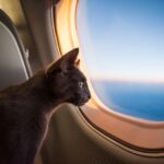 Traveling Your Cat by Air