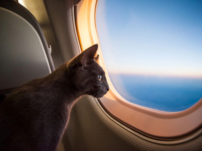 Traveling Your Cat by Air