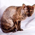 Ural Rex Cat Breed