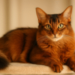 Somali Cat Breed – The Foxy Feline You’ll Fall in Love With