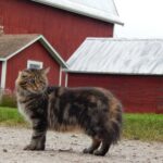 Barn Cats