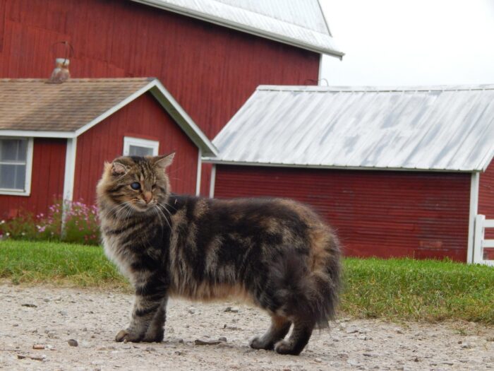 Barn Cats