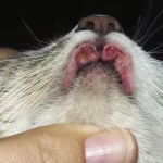 Cat’s Eosinophilic Granuloma Complex