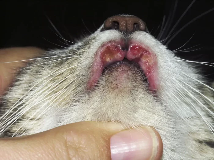 Cat’s Eosinophilic Granuloma Complex