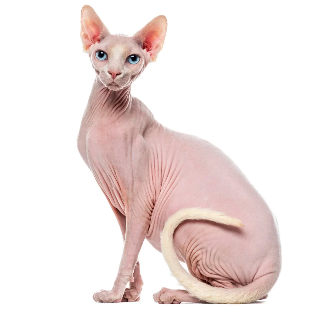 Sphynx Cat Breed