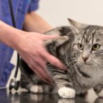 Oriental Cats and Hyperthyroidism-Symptoms and Treatment Options