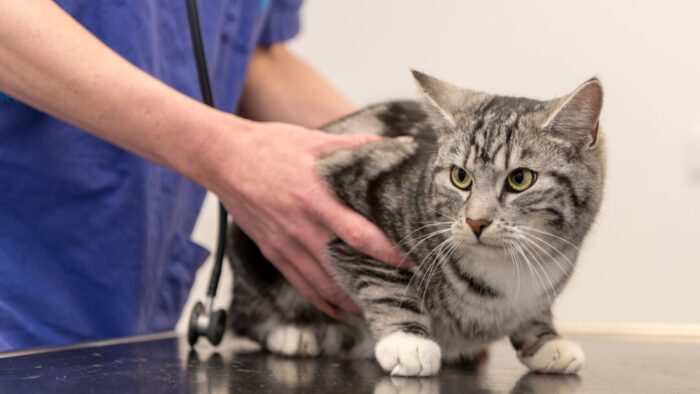 Oriental Cats and Hyperthyroidism-Symptoms and Treatment Options