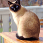 Siamese Cats and Respiratory Issues-What You Need to Know