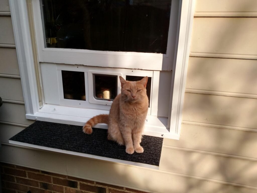 cat door for window
