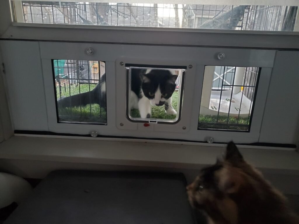 cat door for window
