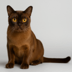 Burmese Cat Breed