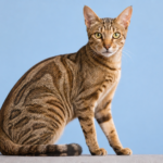 Sokoke Cat Breed