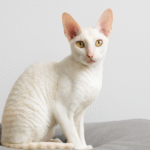 Cornish Rex Cat Breed