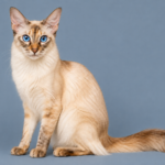 Javanese Cat Breed
