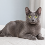 Korat Cat Breed