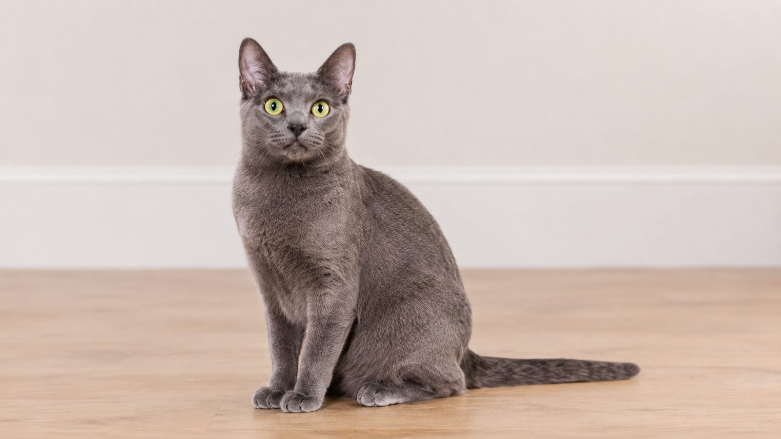 Korat cat with silver-blue coat and vivid green eyes sitting on a wooden floor against a neutral background