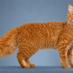 Laperm Cat Breed